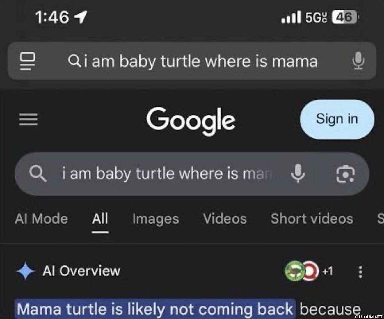 i am baby turtle where is...
