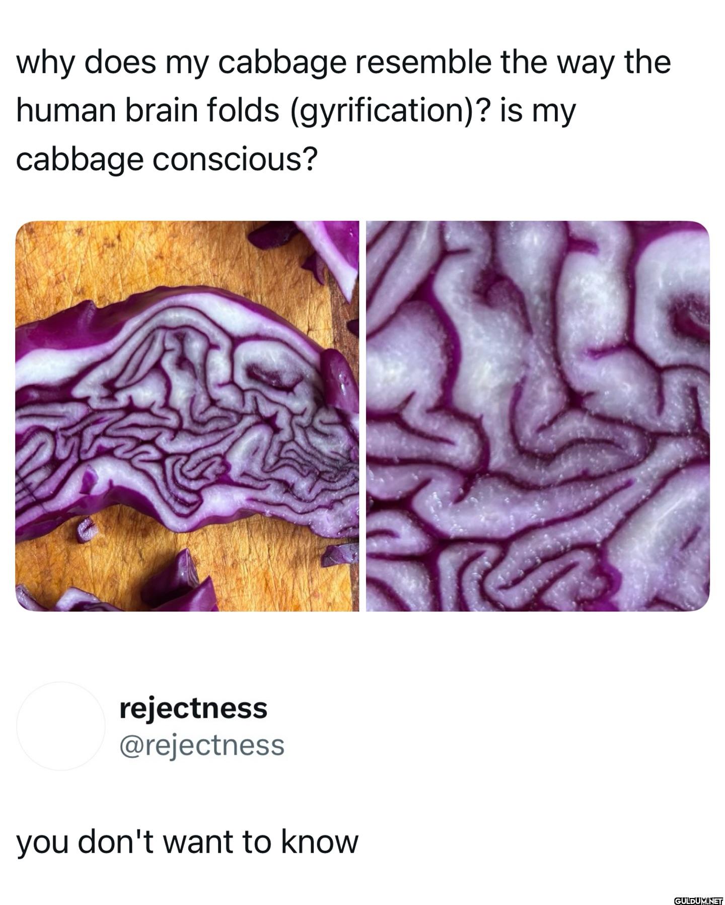 why does my cabbage...
