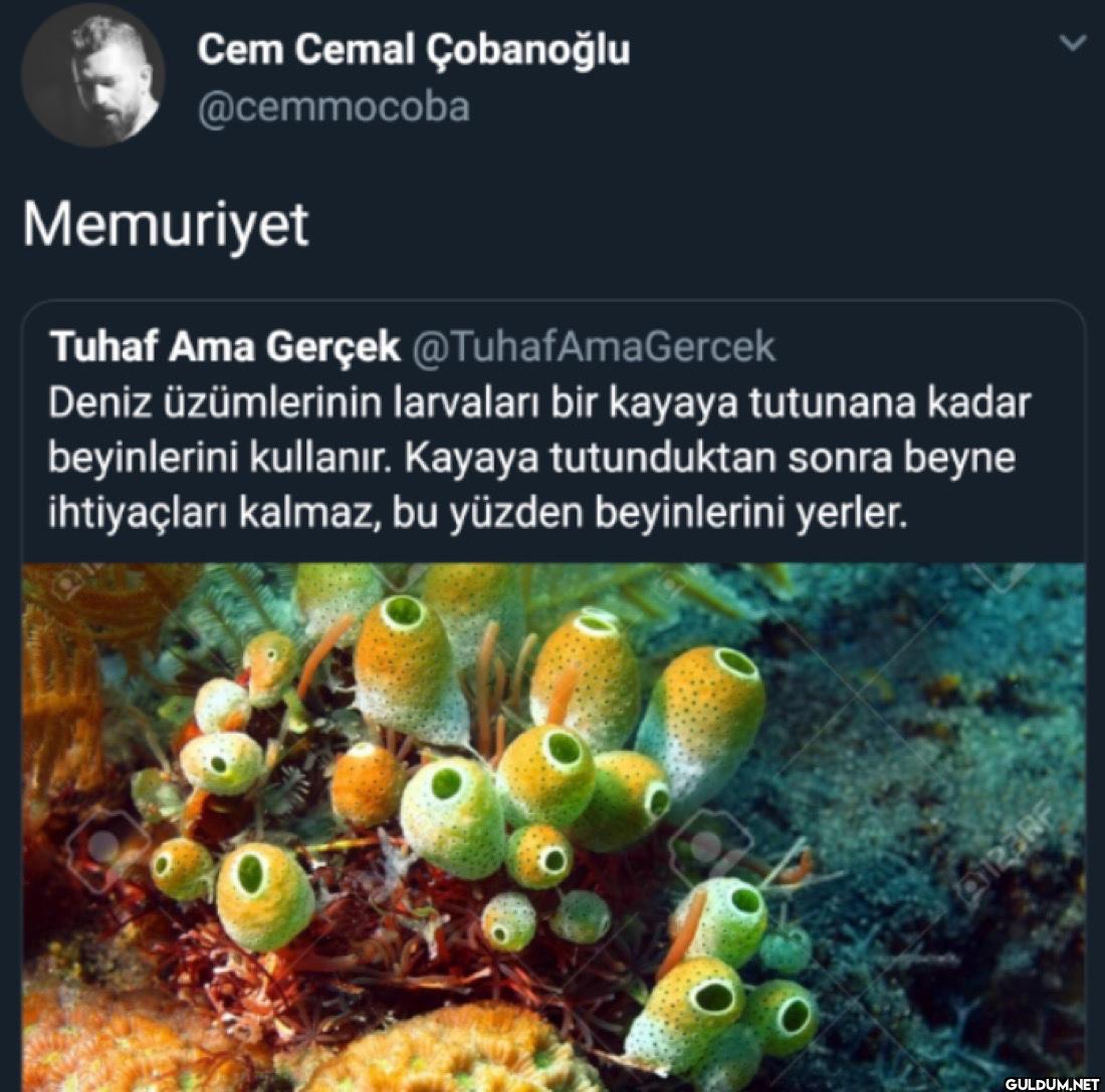 Memuriyet Tuhaf Ama Gerçek...
