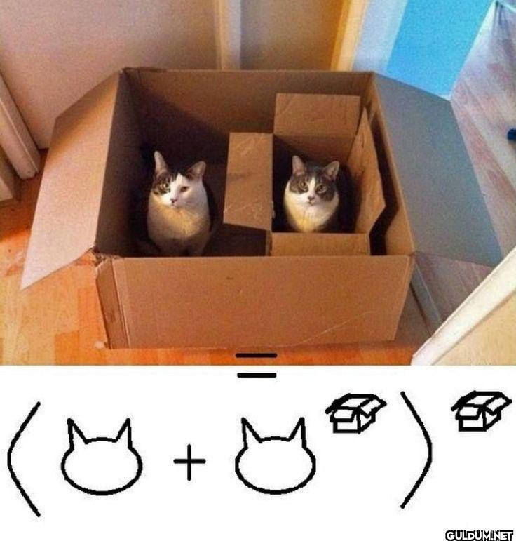 Q+Q)
