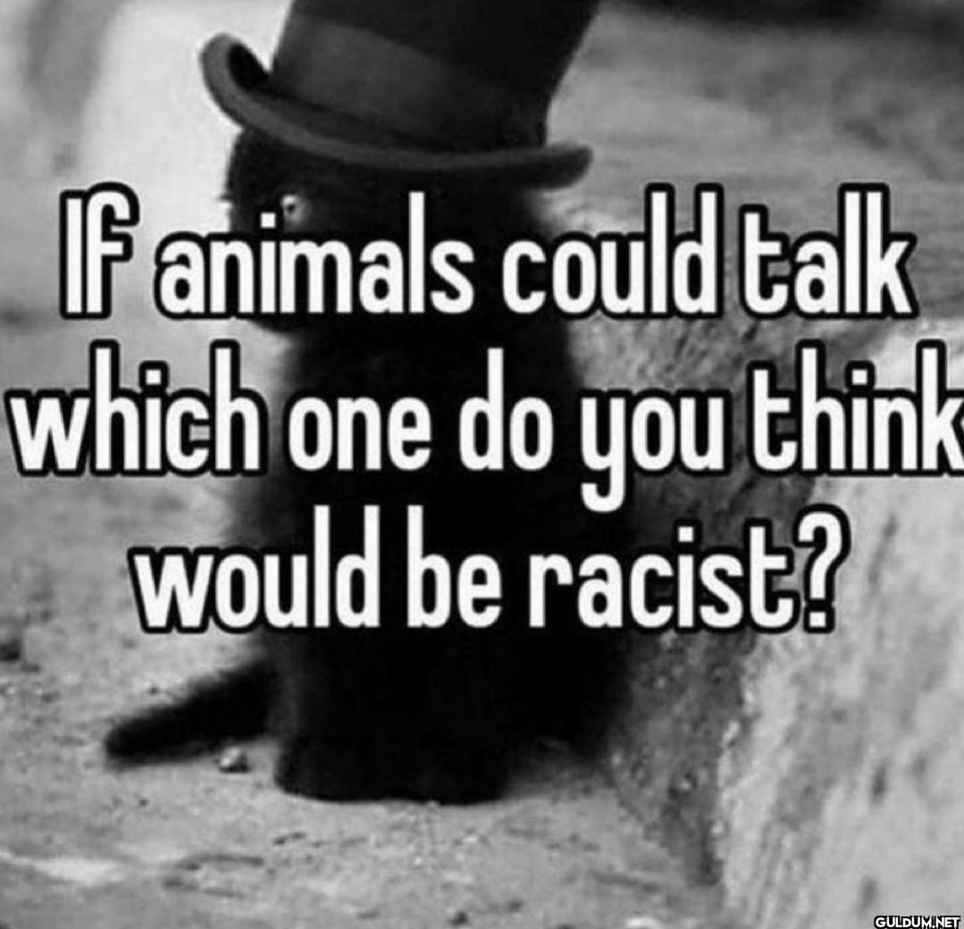 If animals could talk...