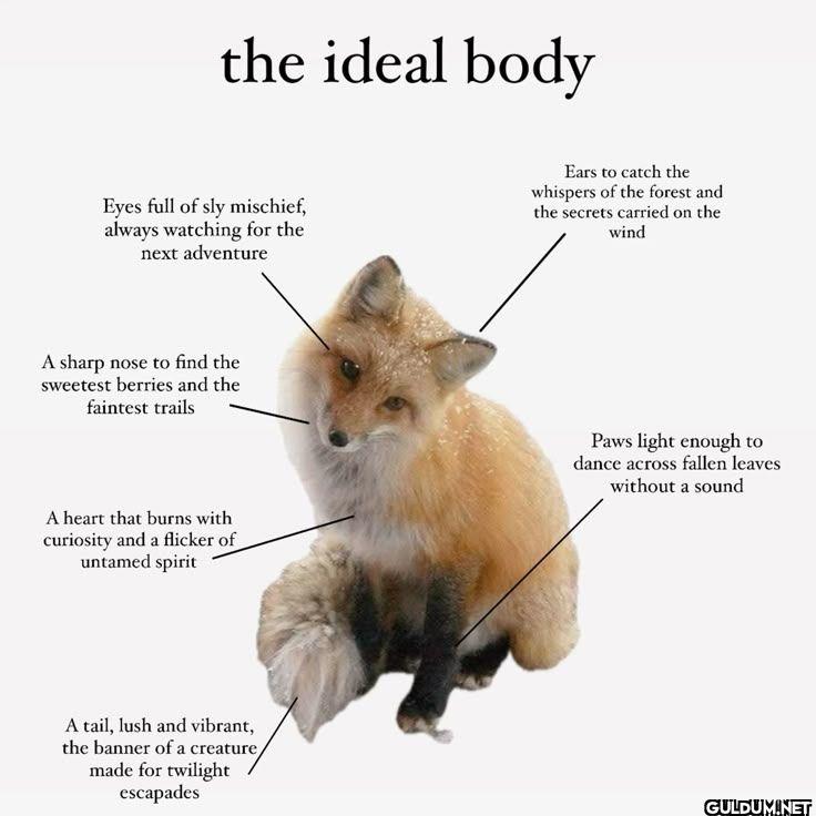 the ideal body Eyes full...