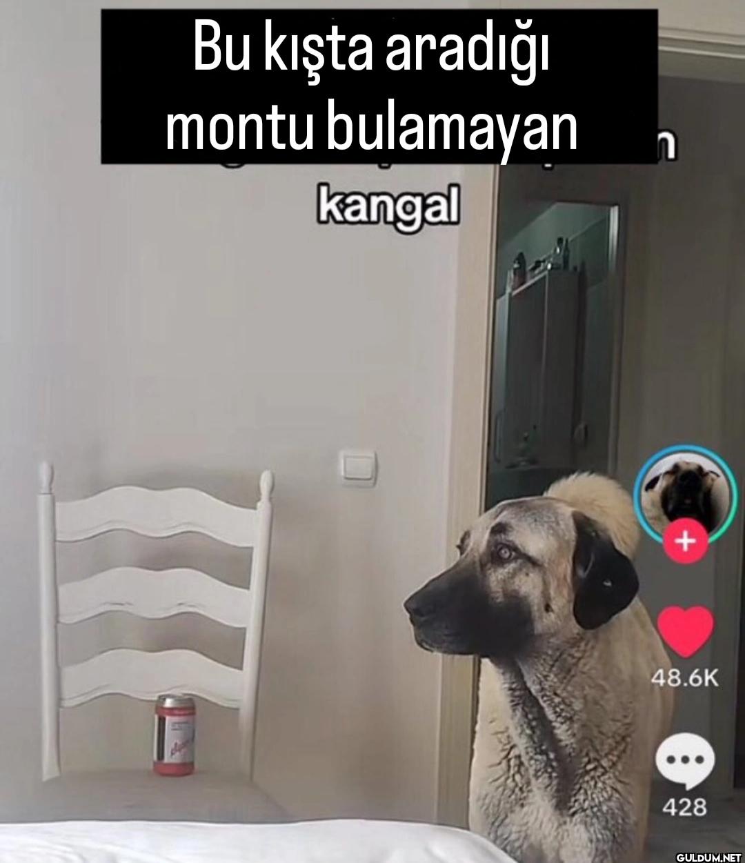 Bu kışta aradığı montu...