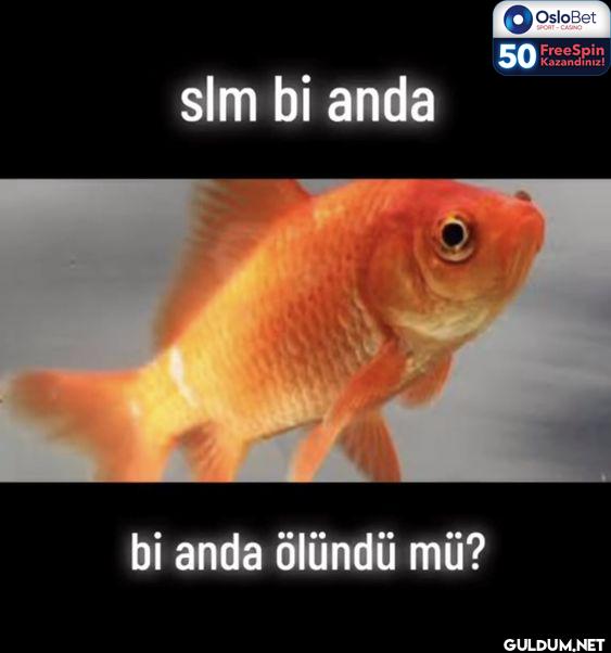 slm bi anda 50 OsloBet...