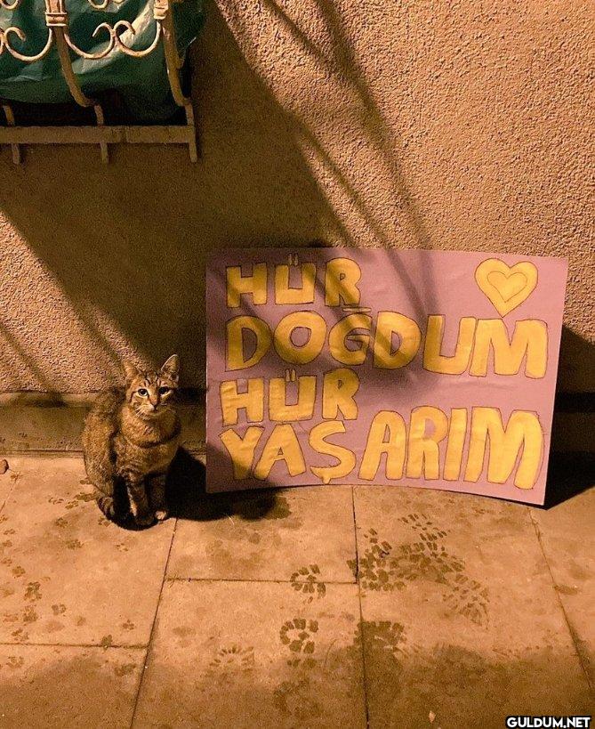 DOCOUM HUR ASARIM