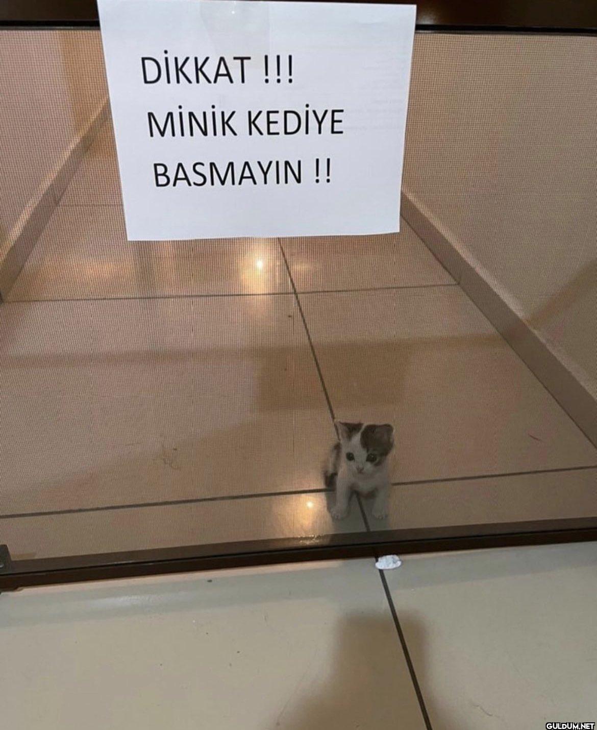 DİKKAT !!! MİNİK KEDİYE BASMAYIN!!