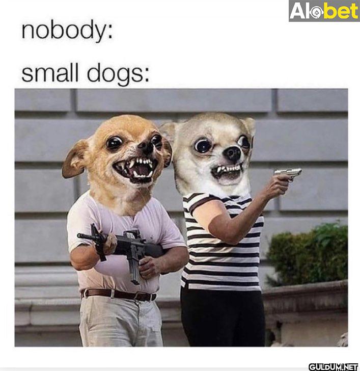 nobody: small dogs: Alobet...