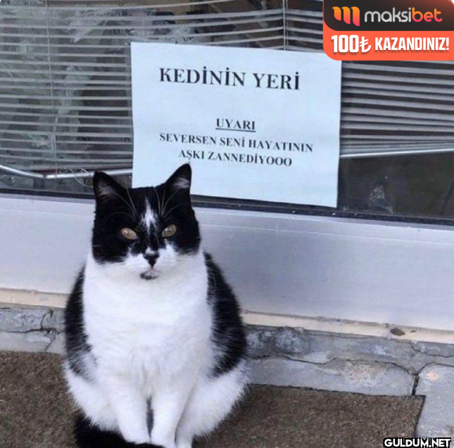 KEDİNİN YERİ maksibet 100₺...