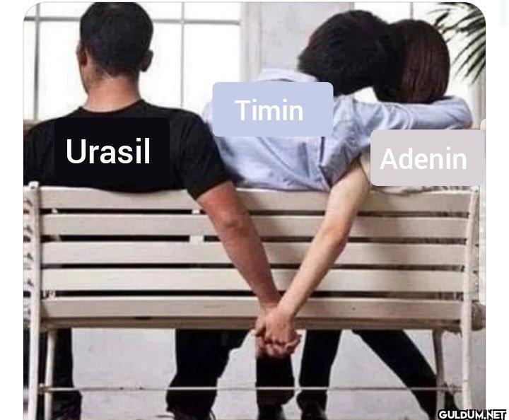 Timin Urasil Adenin