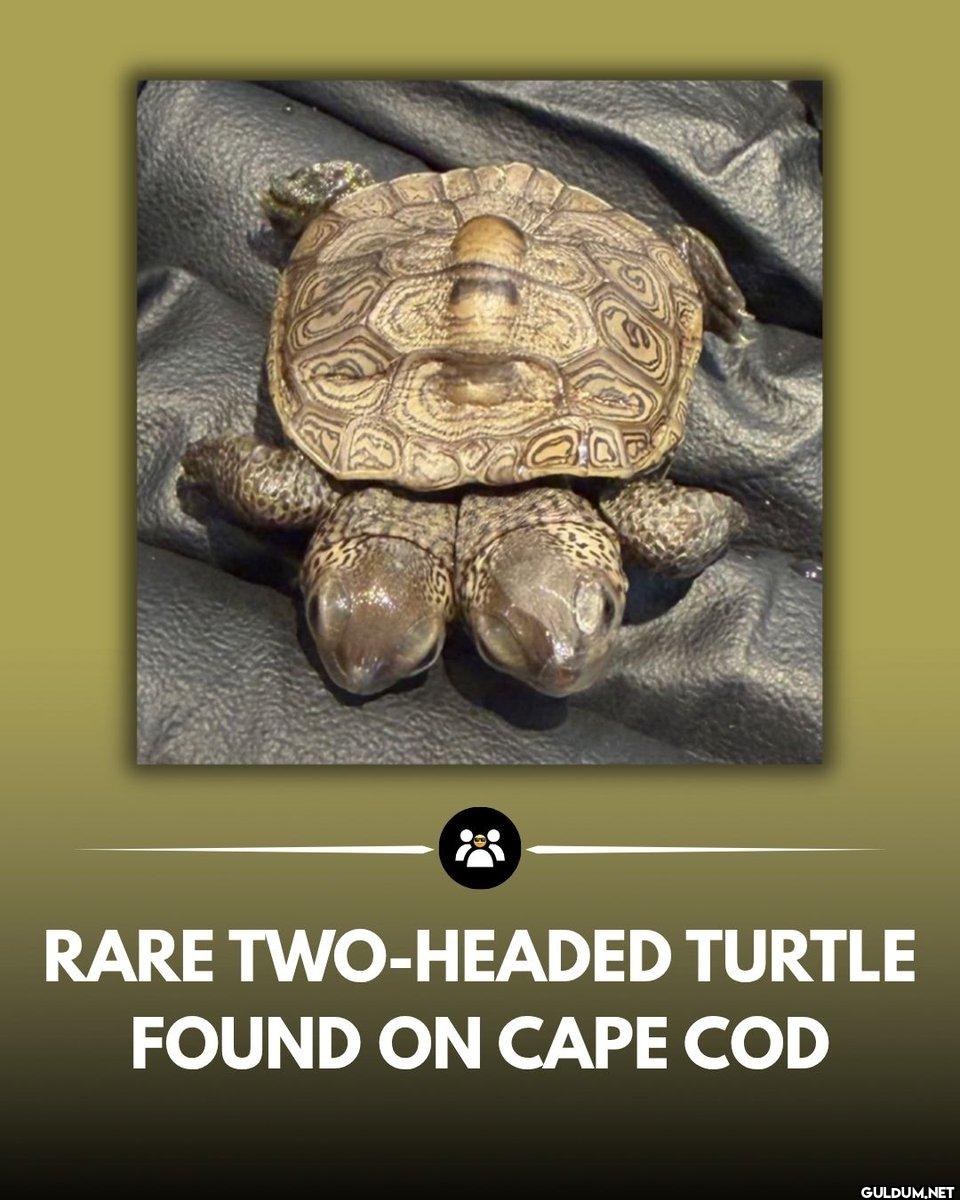 Cape Cod'da iki başlı bir...