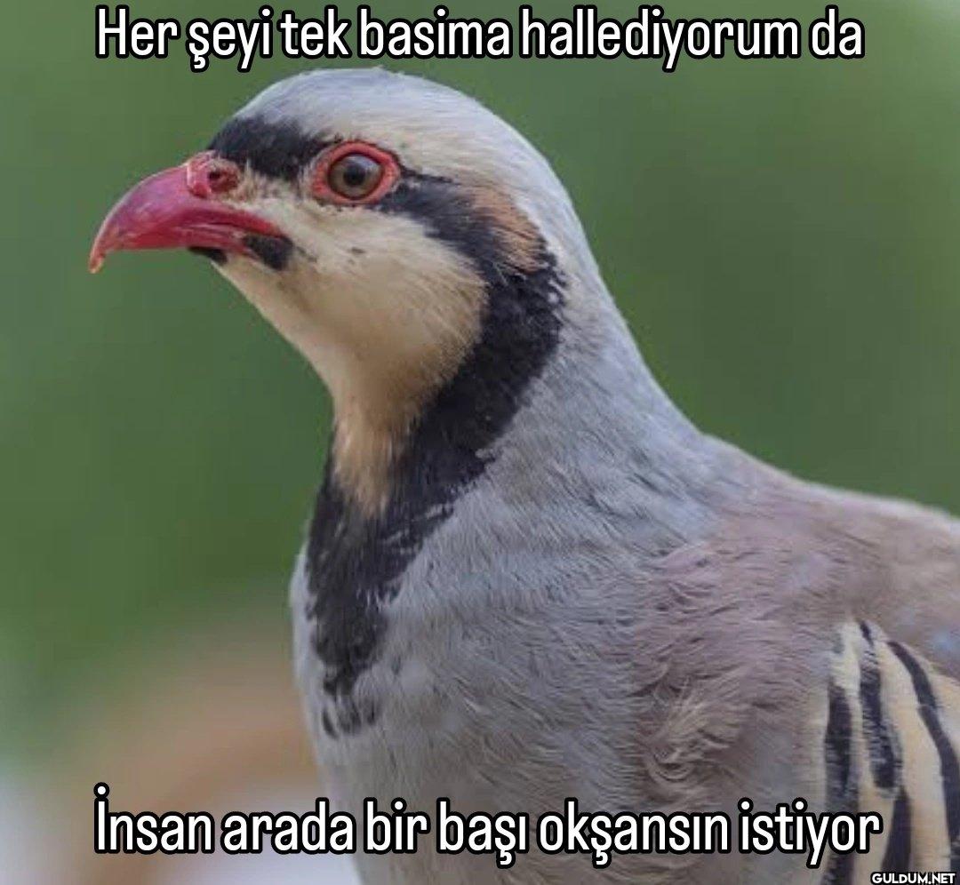 Her şeyi tek basima...
