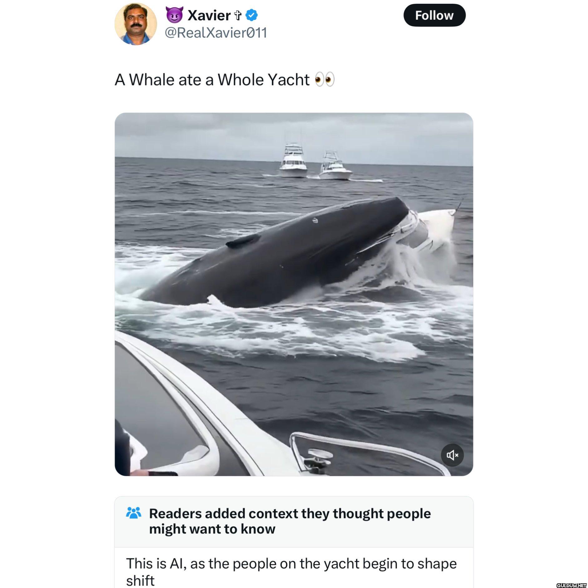 A Whale ate a Whole Yacht...