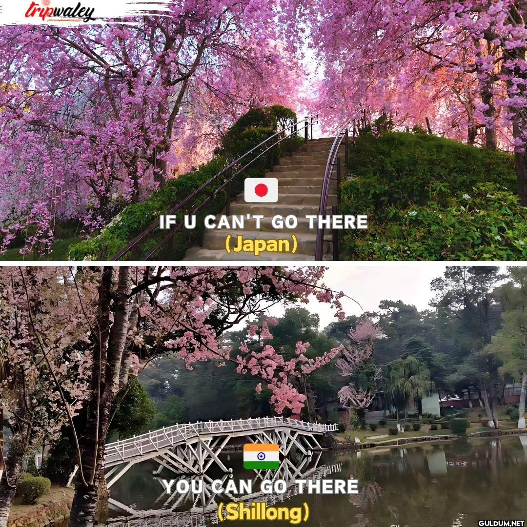 = tripwaley IF U CAN'T GO...