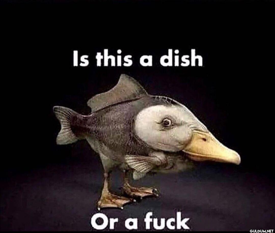 Is this a dish Or a fuck
