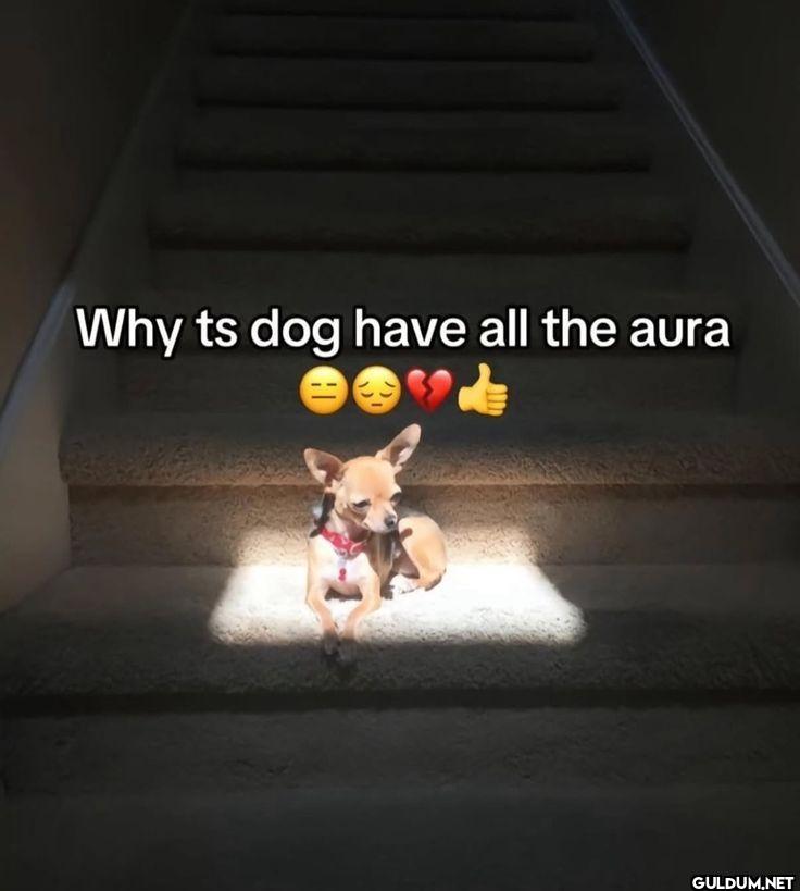Why ts dog have all the aura