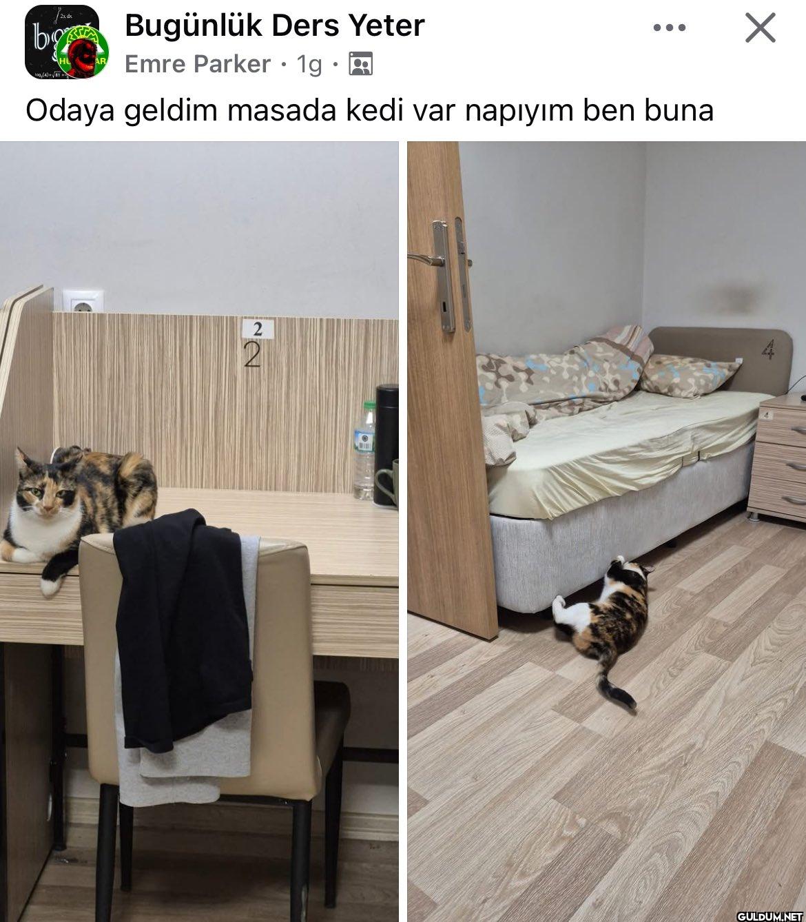 yeni oda arkadaşın    2x...