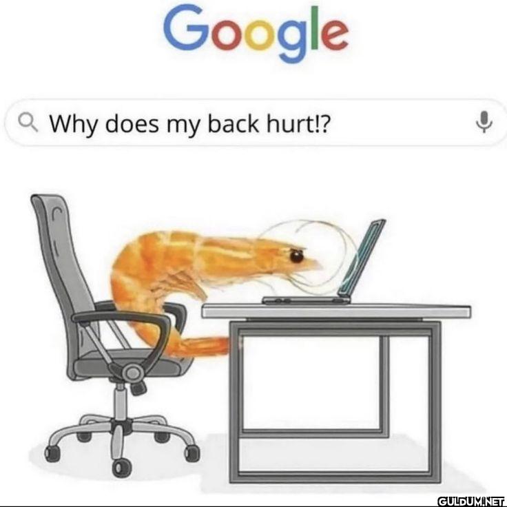 Google QWhy does my back hurt!?
