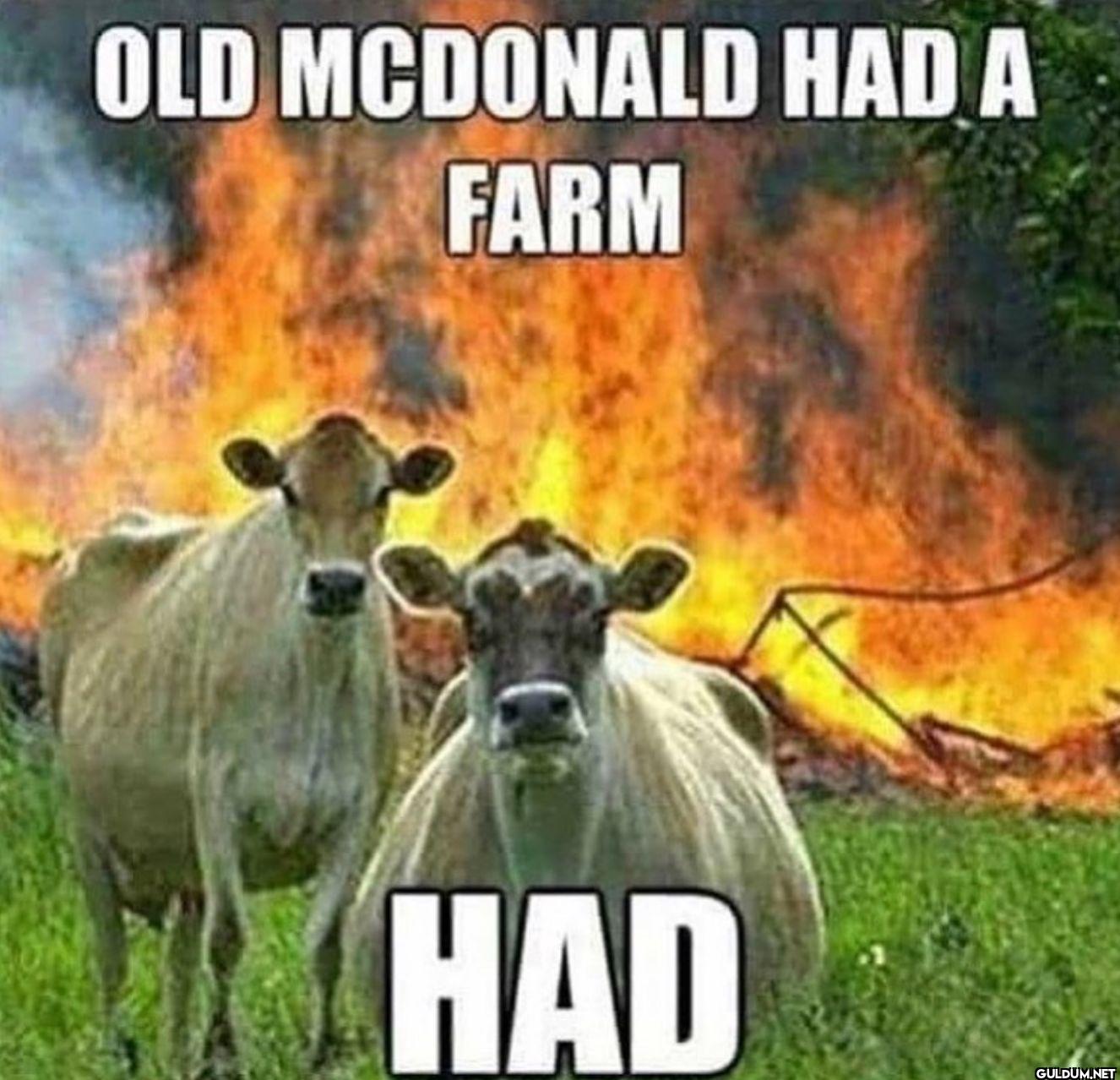 OLD MCDONALD HAD A FARM HAD