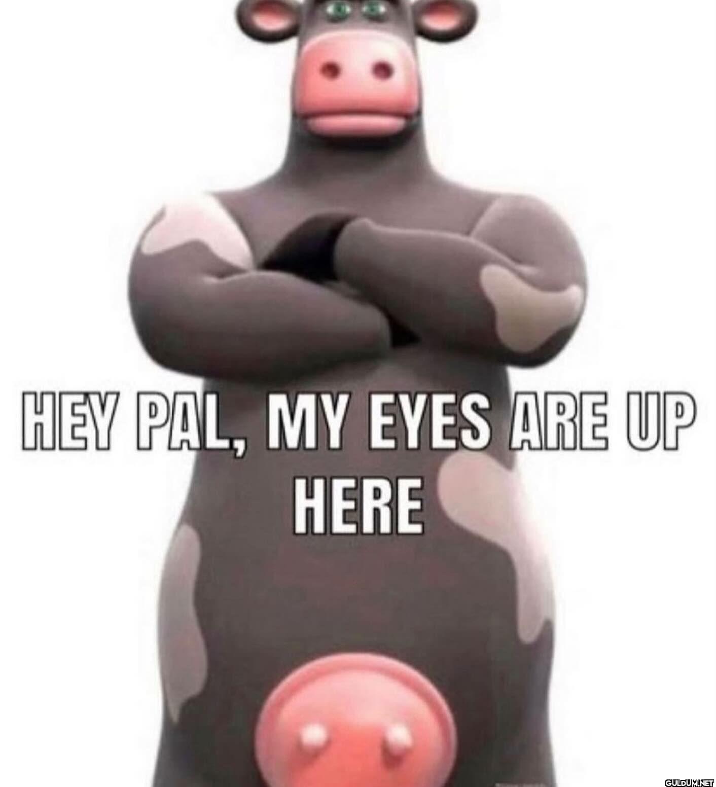 HEY PAL, MY EYES ARE UP HERE