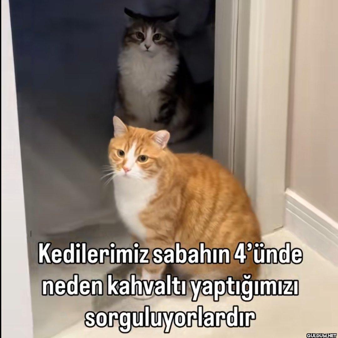 Kedilerimiz sabahın 4'ünde...