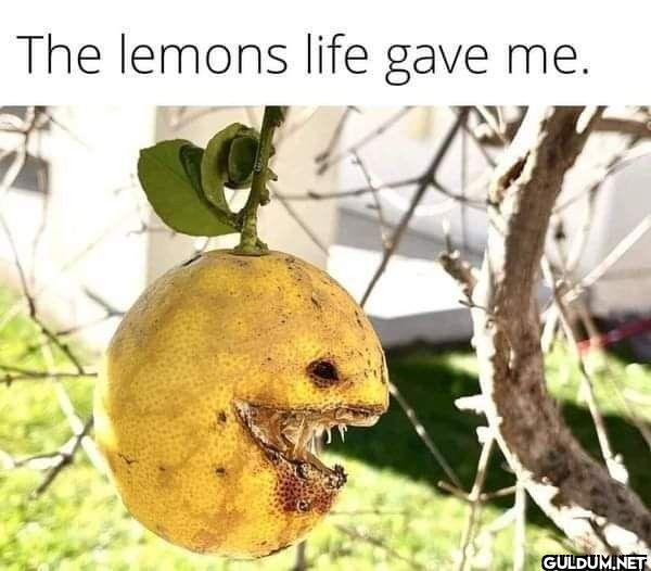 The lemons life gave me.