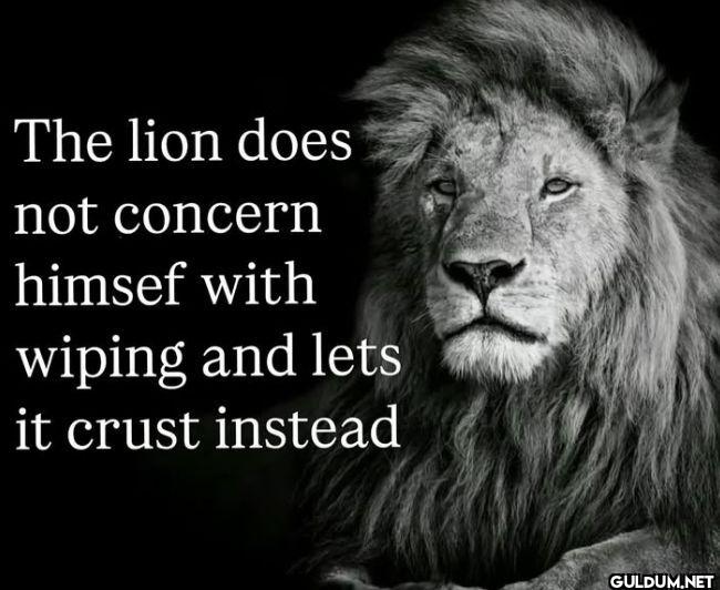 The lion does not concern...