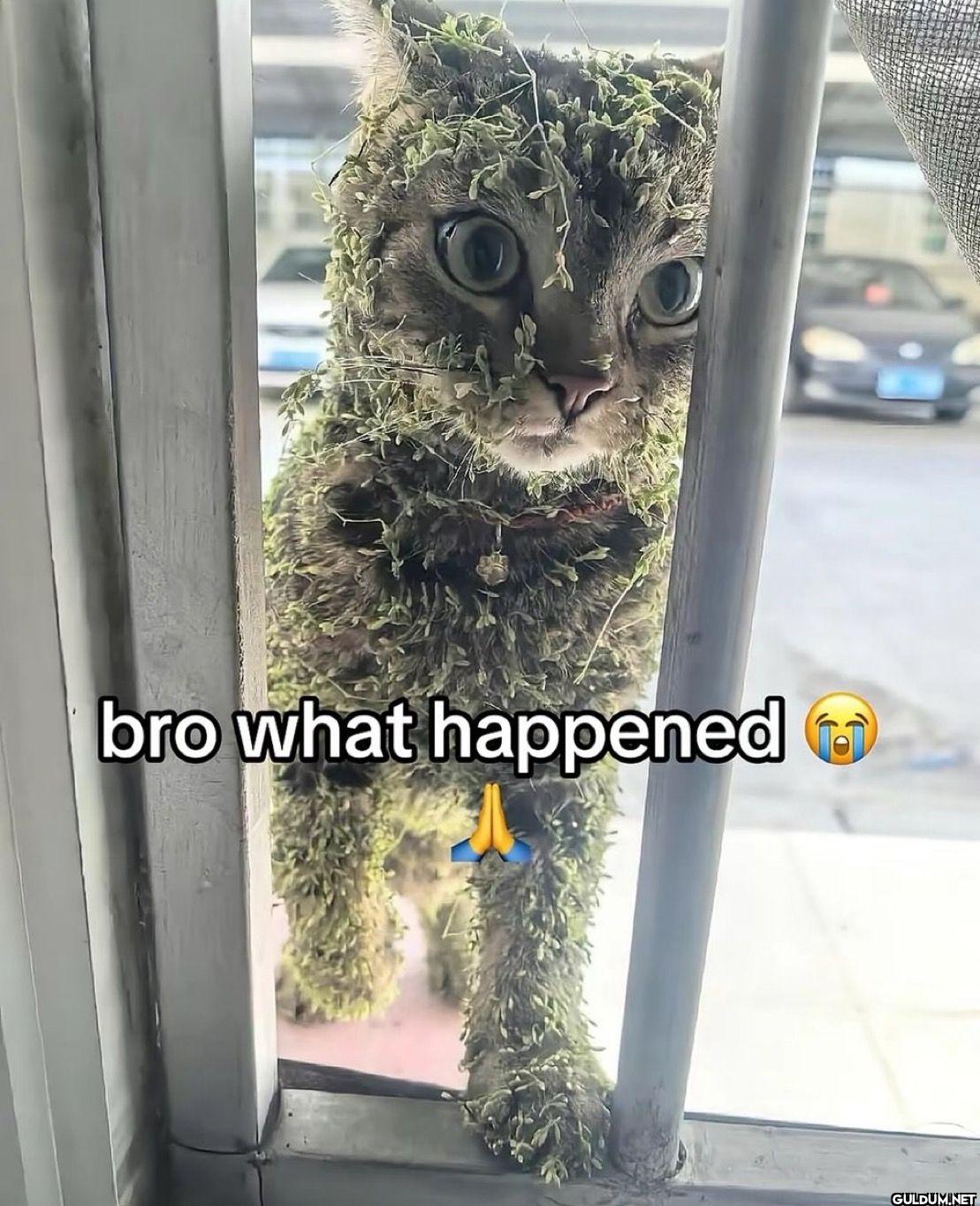 bro what happened