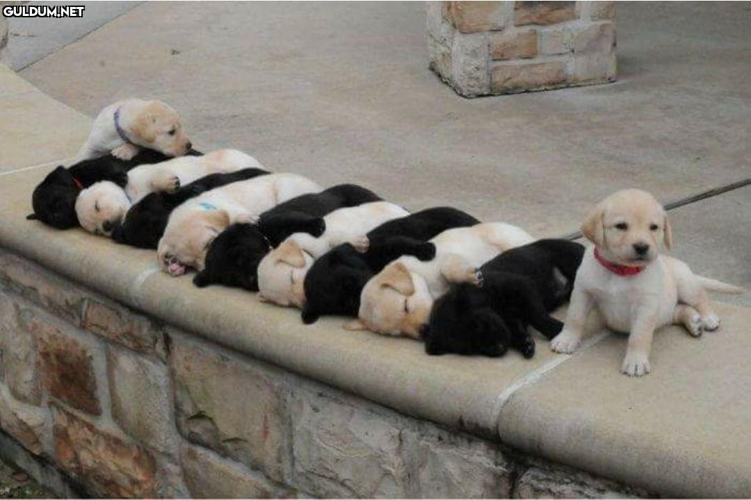 Günaydın 😊