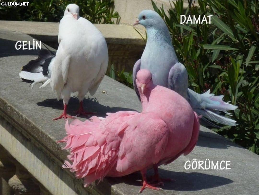DAMAT GELİN GÖRÜMCE