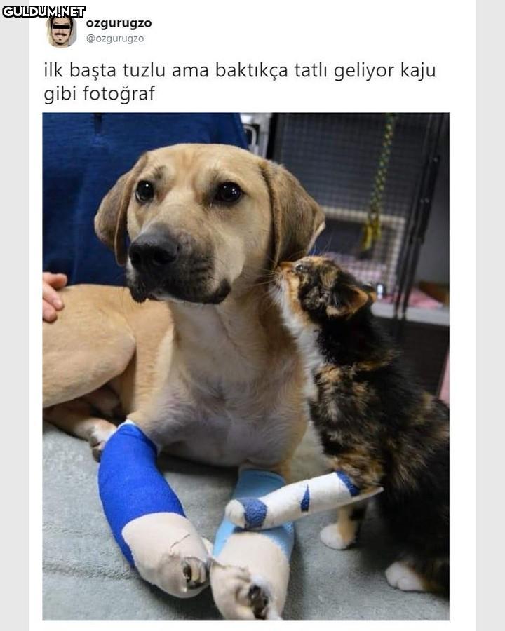 ozgurugzo @ozgurugzo ilk...
