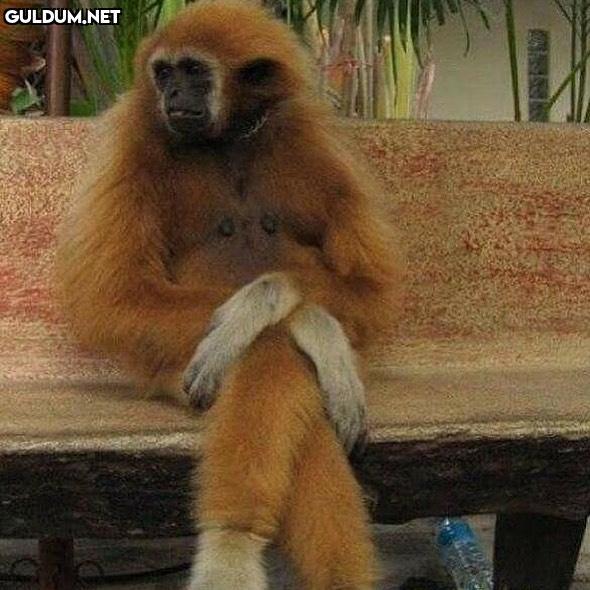 evrim, kızım bana bi çay ver 🐒