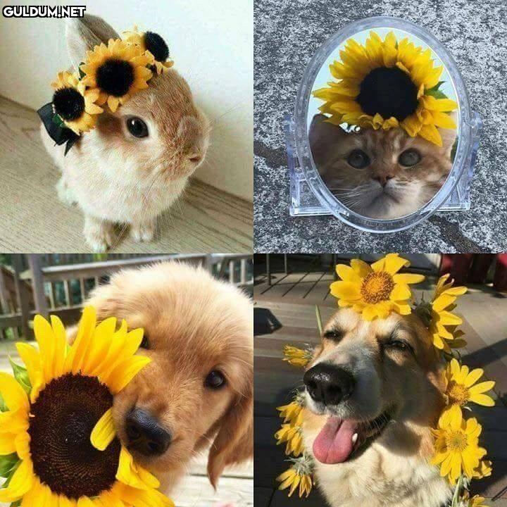 Günaydın 😊