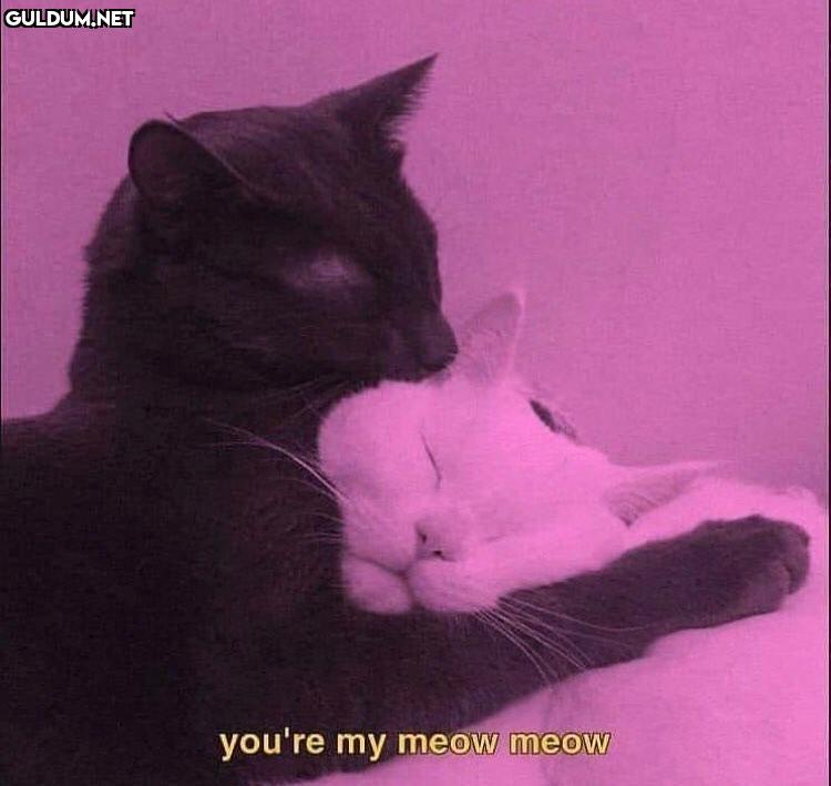 tag your meow meow you're...