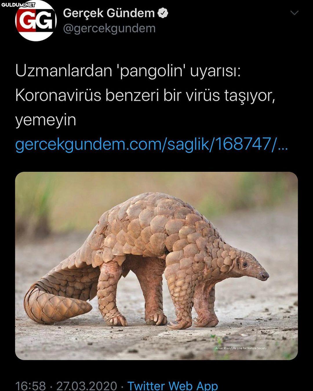 Pokemon yemeyin bari GG...