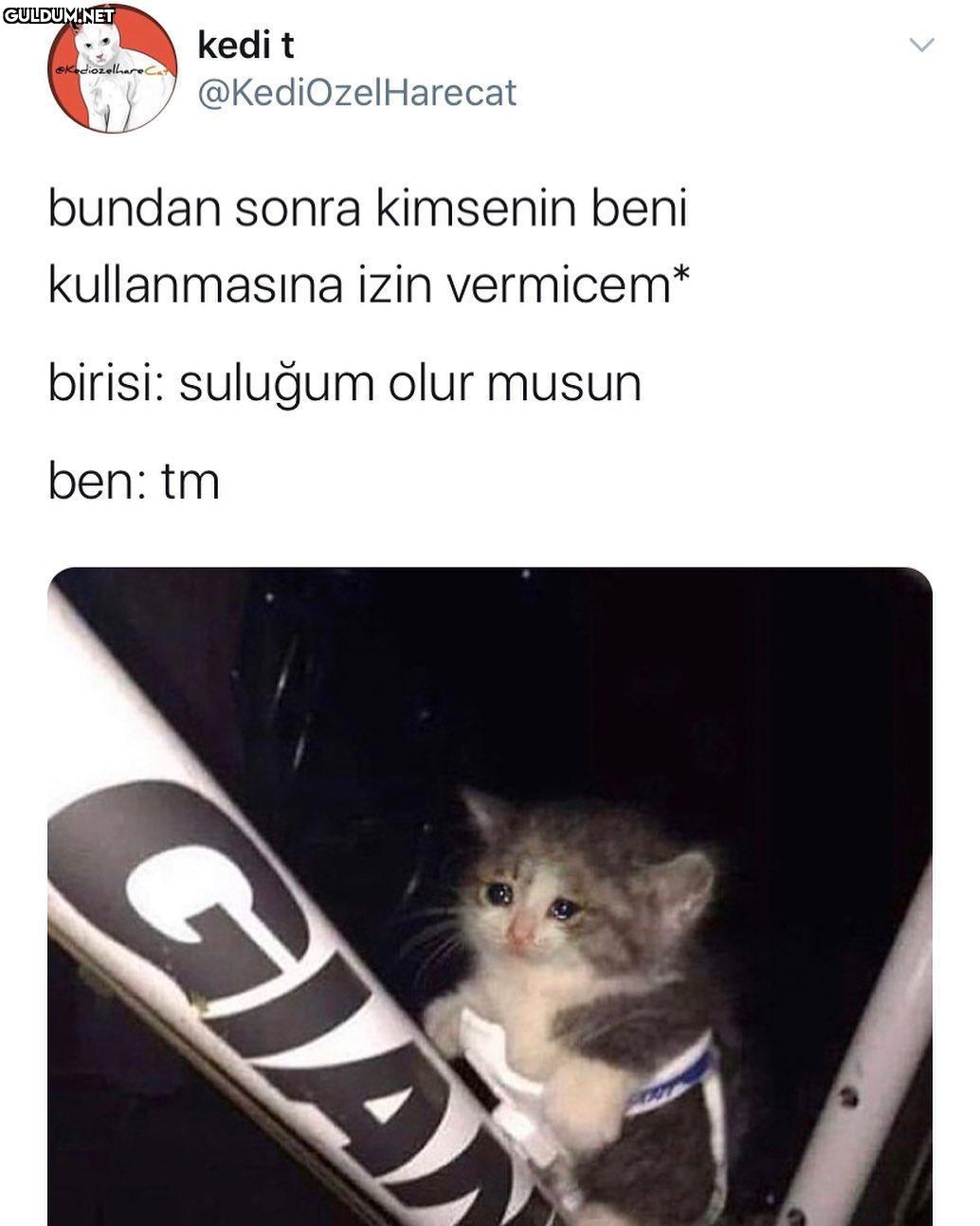 kedi t @KediOzelHarecat...