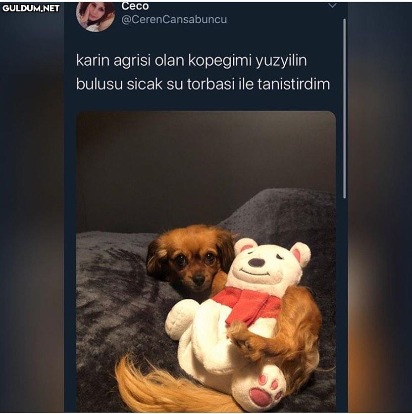 Ceco @CerenCansabuncu...