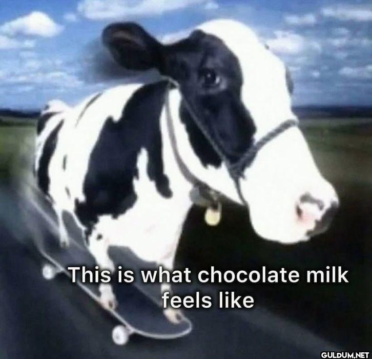 This is what chocolate...