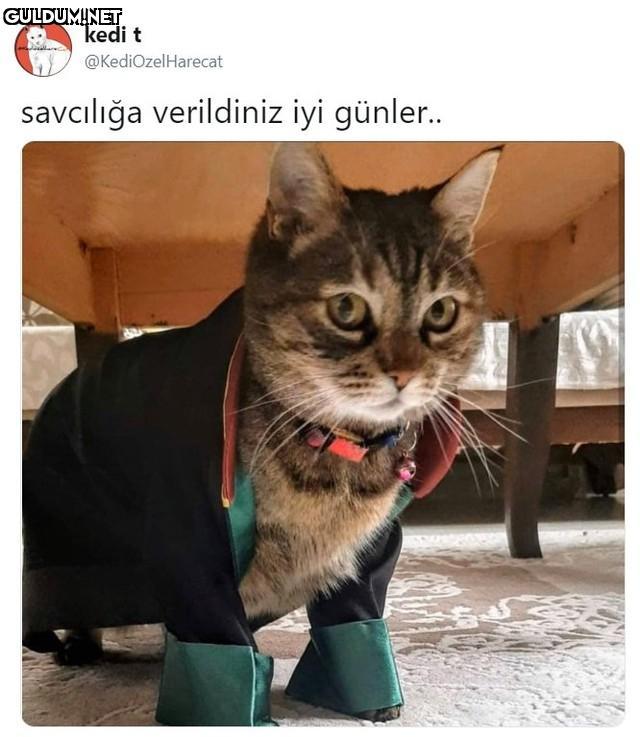 📷 @sensinkedi1 kedi t...
