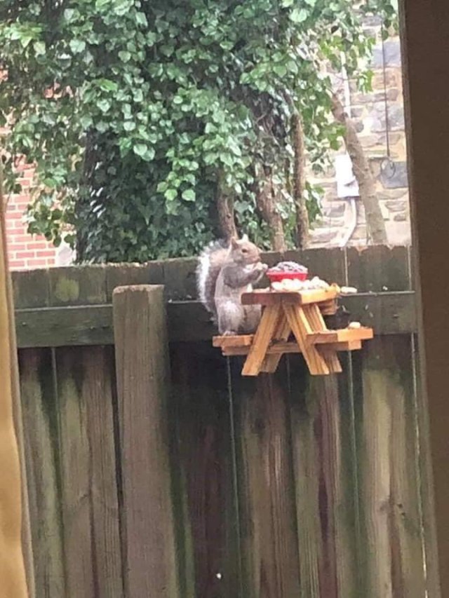 Sincap piknik masası 🐿️
