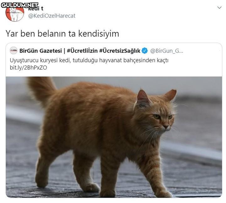 kedi t E @KediOzelHarecat...