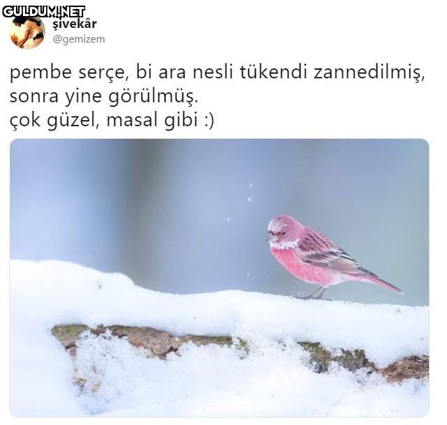 şivekâr @gemizem pembe...