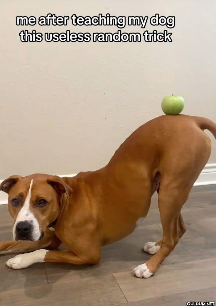 me after teaching my dog...