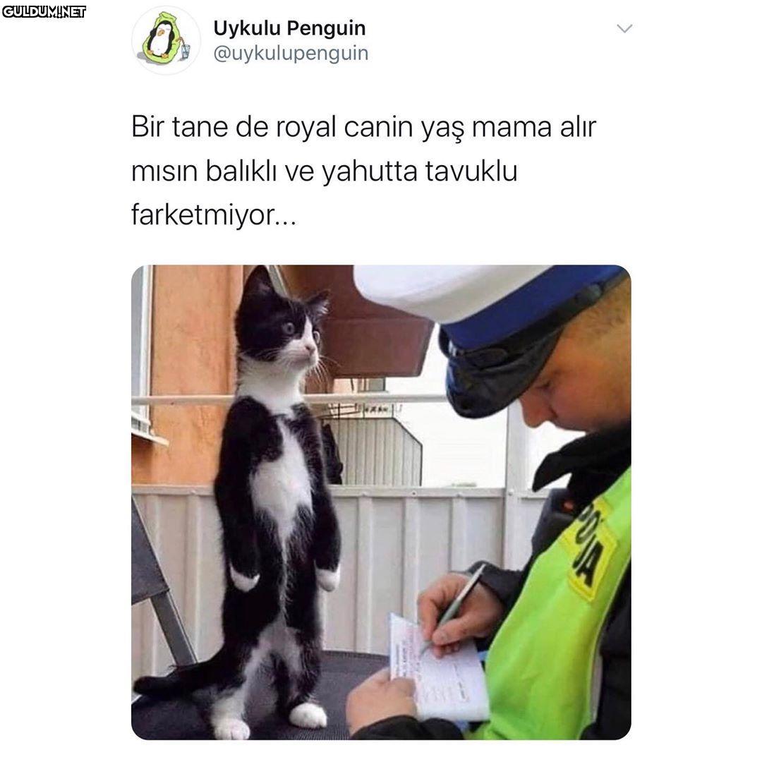 A Uykulu Penguin...