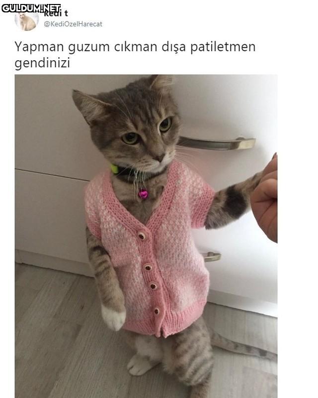 kedi t @KediOzelHarecat...