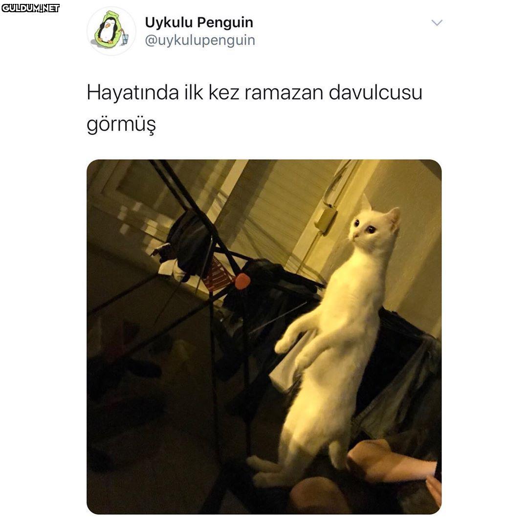 Uykulu Penguin...