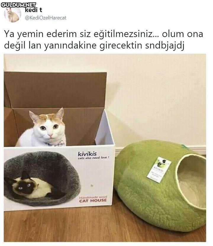 kedi t @KediOzelHarecat Ya...