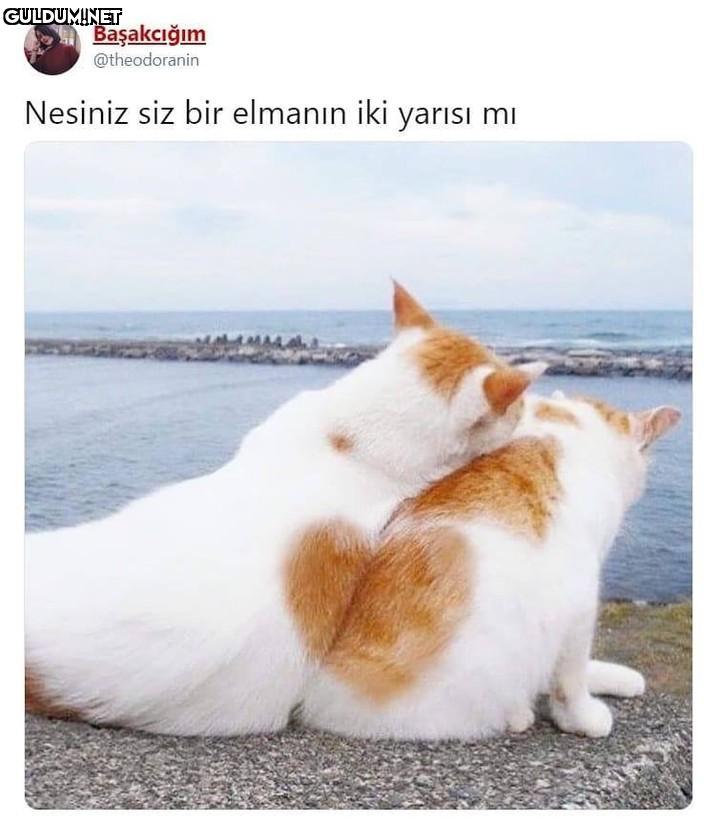 Başakcığım @theodoranin...