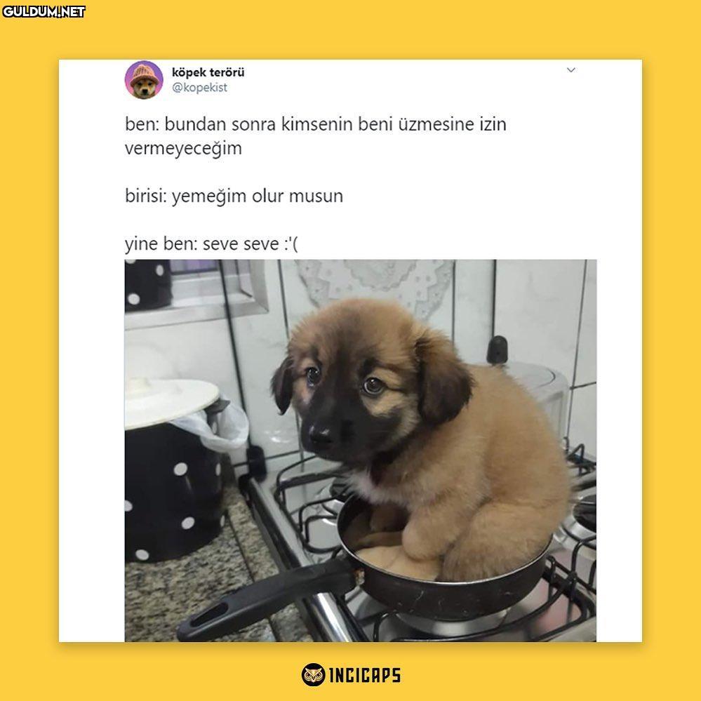 köpek terörü @kopekist...