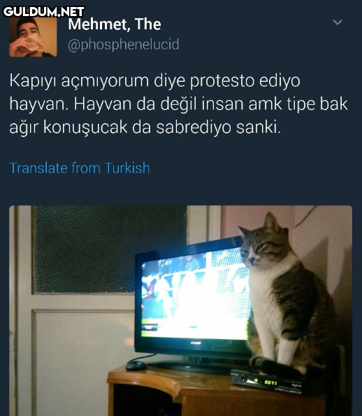 Mehmet, The...