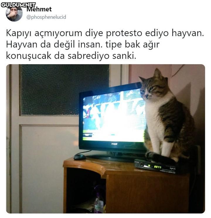 Mehmet @phosphenelucid...
